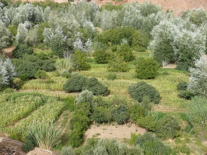 Kasbah Ait Arbi Hotel Ait Ougliff Buitenkant foto